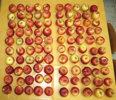 100-Äpfel.jpg